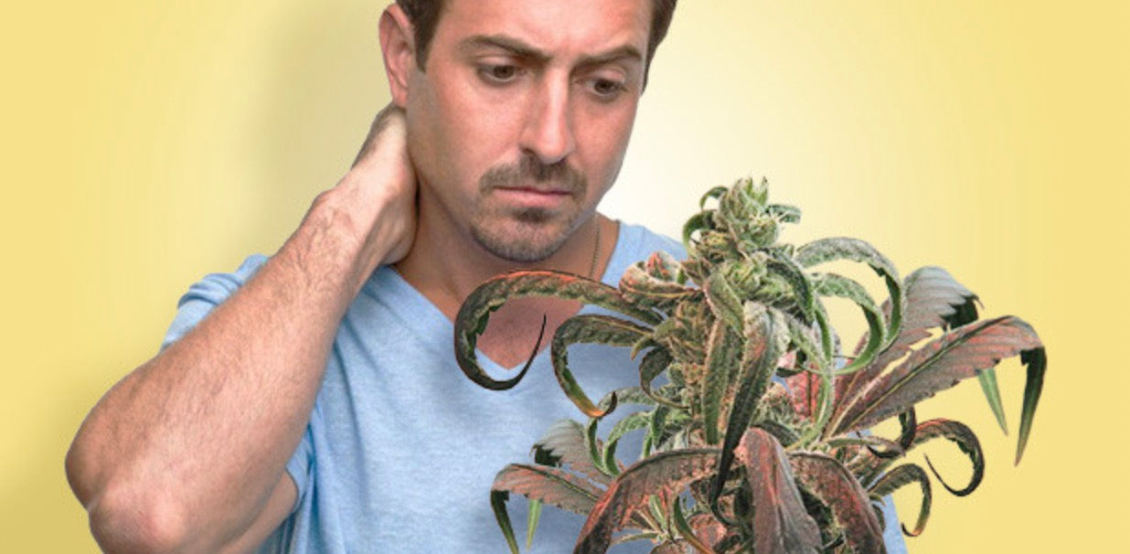 What causes cannabis leaves to curl up