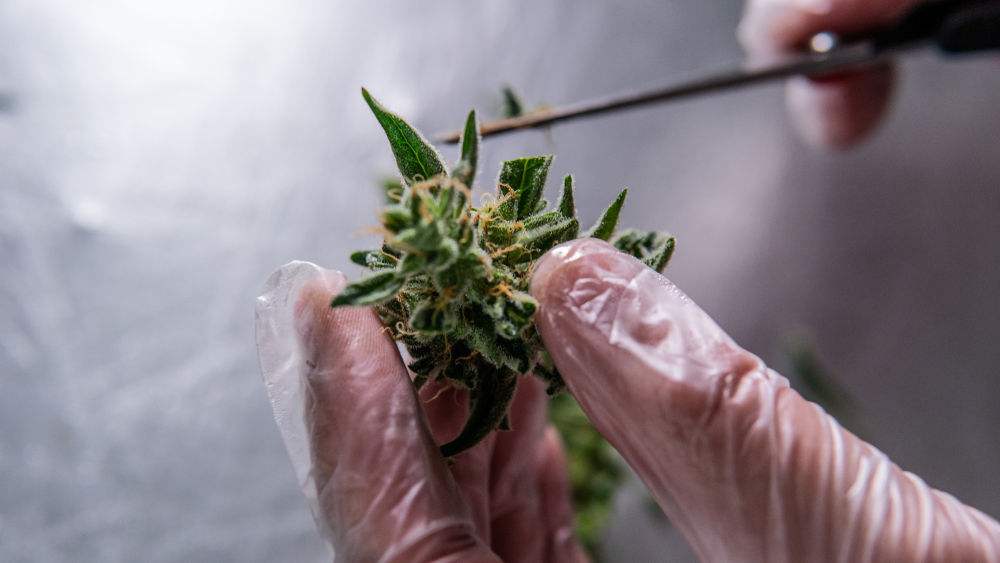 Does Ultraviolet and Infrared light matter when growing cannabis?