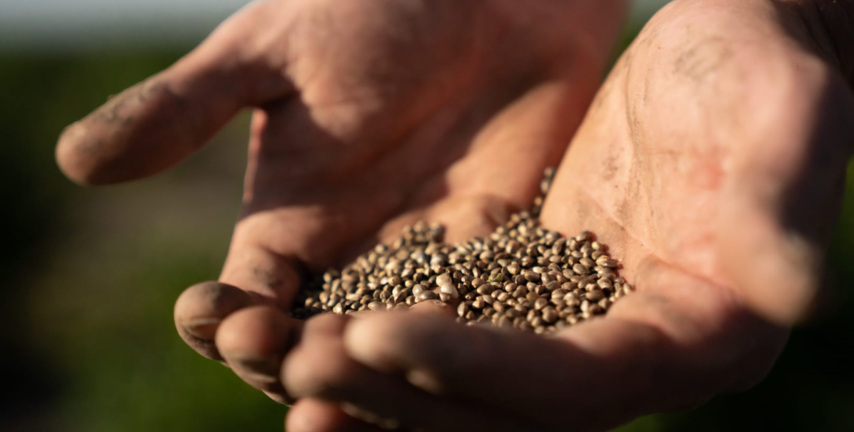 3 TYPES OF HEMP SEEDS TO START YOUR GROW