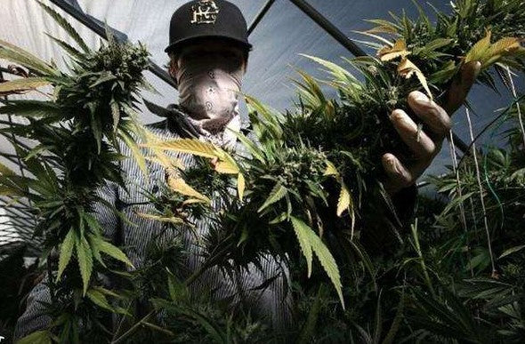 How much CO2 is good for Cannabis – Cultivate crazy colas with CO2
