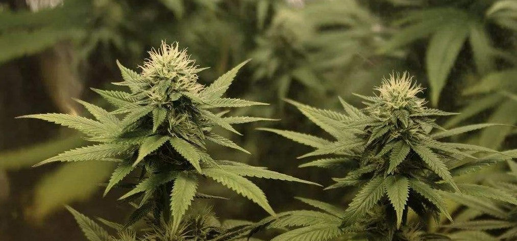 Cannabis Growth Time Lapse: One Chapter at a Time (With Pictures)
