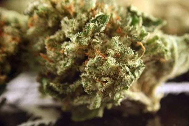 The best strain for rookie grower