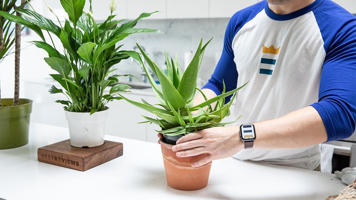 HOW ABOUT GROWING INDOORS?