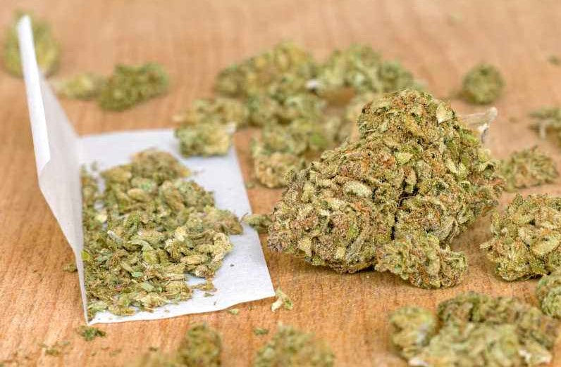 How to Treat Underwatered Cannabis Plants
